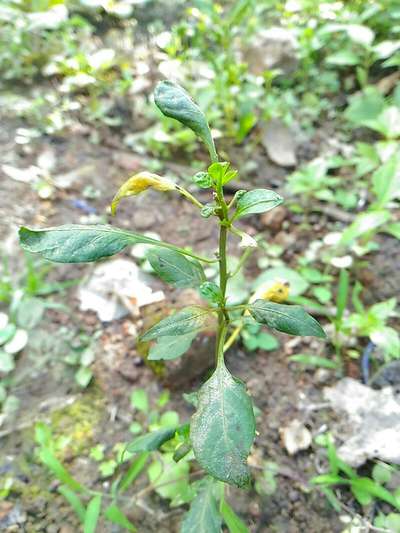 Spider Mites - Capsicum & Chilli