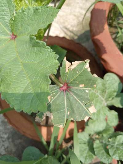 Potassium Deficiency - Okra