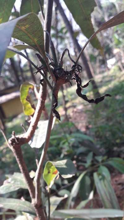 Powdery Mildew of Mango - Mango