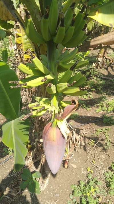 Anthracnose of Banana - Banana