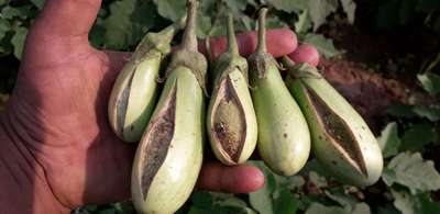 Boron Deficiency - Brinjal