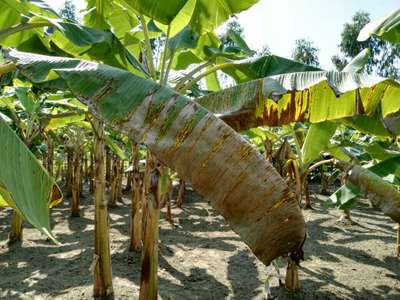 Yellow and Black Sigatoka - Banana