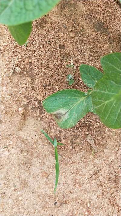 ಆಲೂಗೆಡ್ಡೆಯ ಲೇಟ್ ಬ್ಲೈಟ್ - ಆಲೂಗಡ್ಡೆ