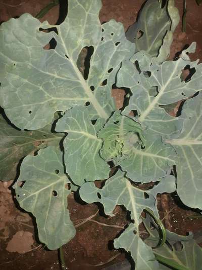 ಎಲೆಕೋಸು ಪತಂಗ ( ಕ್ಯಾಬೇಜ್ ಮಾತ್) - ಎಲೆಕೋಸು