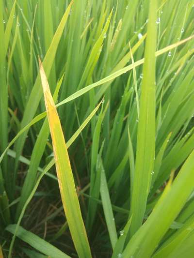 Bacterial Blight of Rice - Rice