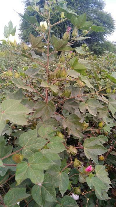 Leaf Reddening of Cotton - Cotton