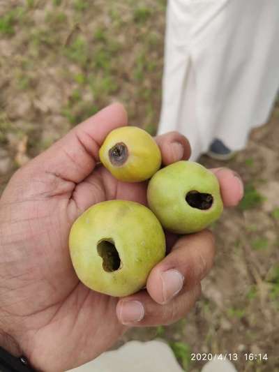 Blossom End Rot - Tomato