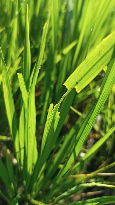 Short horned Grasshopper and Locust - Rice