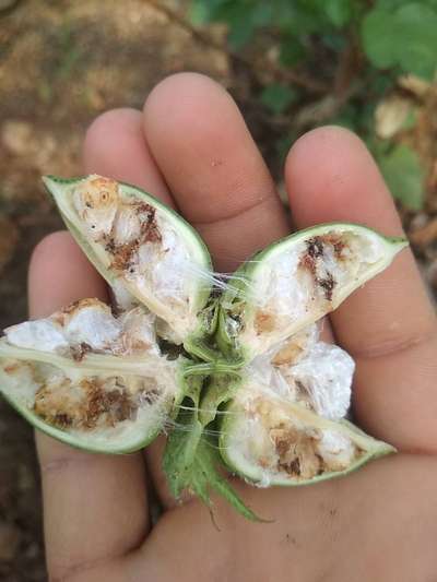 Pink Bollworm - Cotton