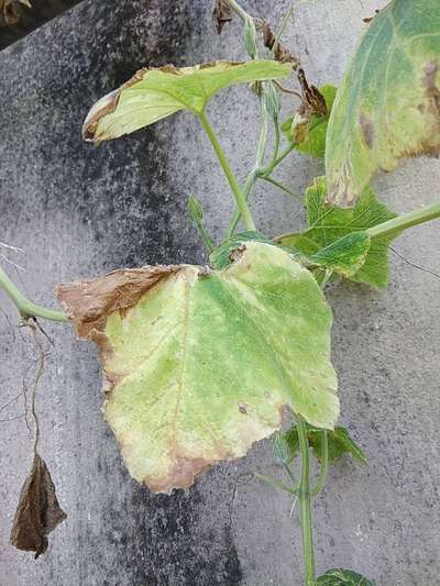 Downy Mildew of Cucurbits - Pumpkin