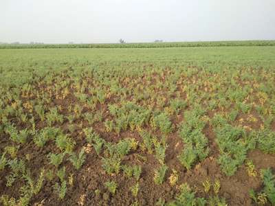 Fusarium Wilt - Chickpea & Gram