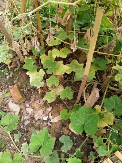 Potassium Deficiency - Pumpkin