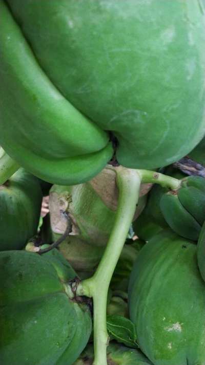 Boron Deficiency - Papaya