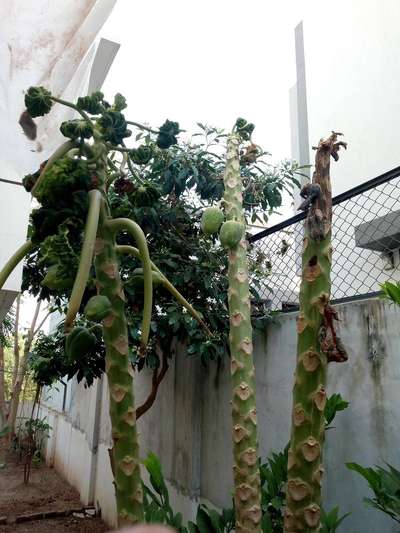 Papaya Leaf Curl Virus - Papaya