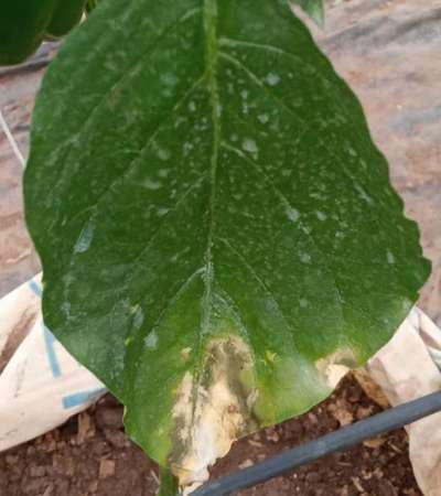 Powdery Mildew - Capsicum & Chilli