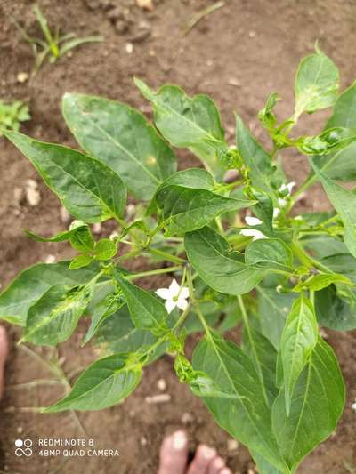 Chilli Thrips - Capsicum & Chilli