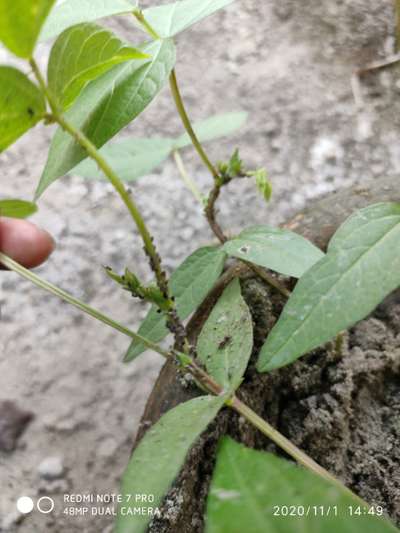 Aphids - Pigeon Pea & Red Gram