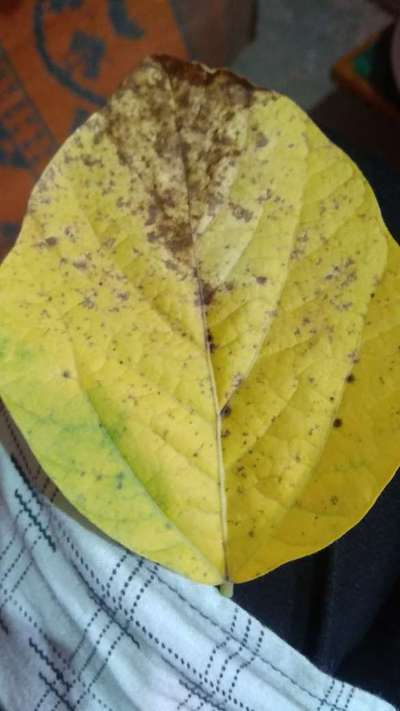 Iron Deficiency - Soybean