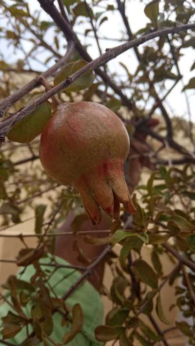 Thrips - Pomegranate