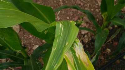 Goss Wilt - Maize