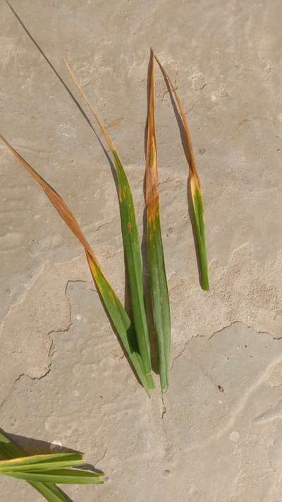 Wheat Leaf Rust - Wheat