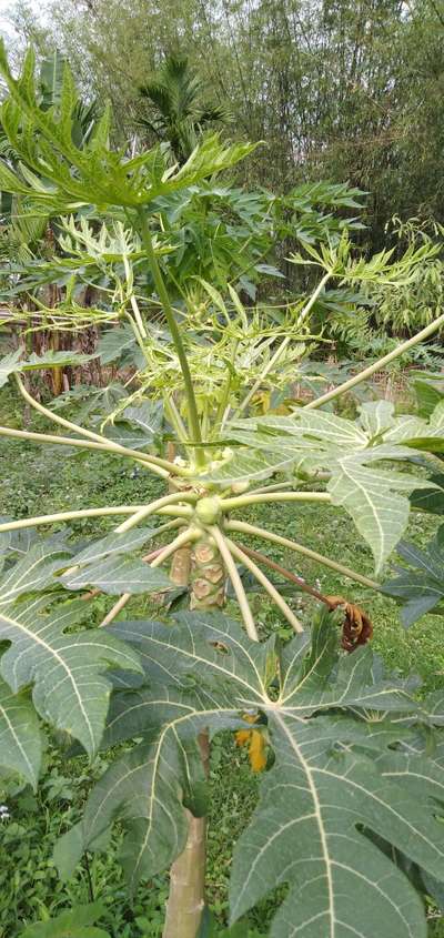 Ring Spot Virus - Papaya