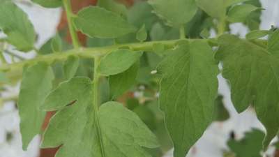 Aphids - Tomato