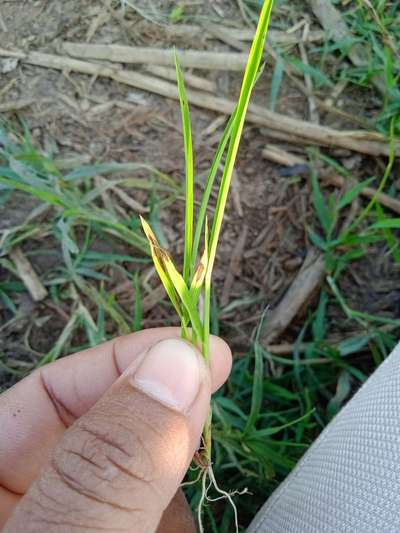 ರಸಗೊಬ್ಬರ ಸುಡುಗಾಯ - ಭತ್ತ