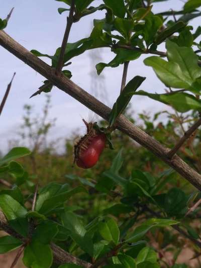 Bihar Hairy Caterpillar - Pomegranate