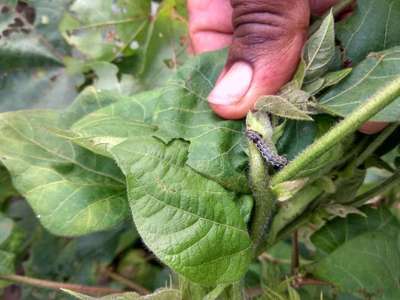 Whiteflies - Cotton