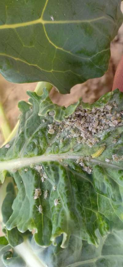 Mealybug - Cabbage