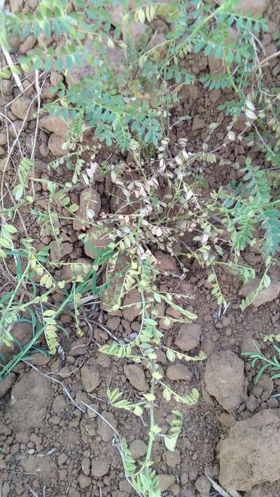 Fusarium Wilt - Chickpea & Gram