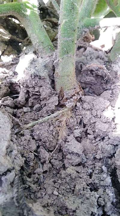 Foot and Collar Rot - Tomato