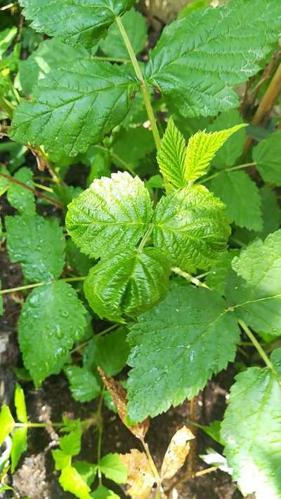 Stecklenberger Disease - Raspberry