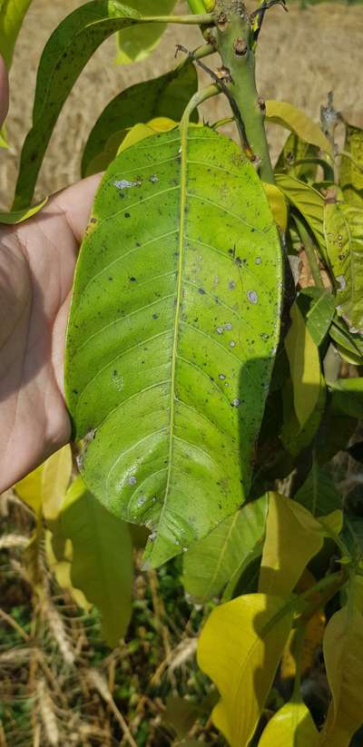 Bacterial Black Spot of Mango - Mango