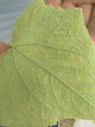 Leaf Blight of Cucurbits - Cucumber