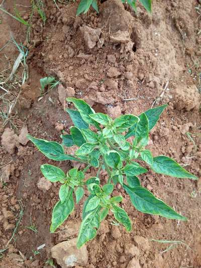 ಮೆಗ್ನೀಸಿಯಮ್ ಕೊರತೆ - ದಪ್ಪ ಮೆಣಸಿನಕಾಯಿ & ಮೆಣಸಿನಕಾಯಿ