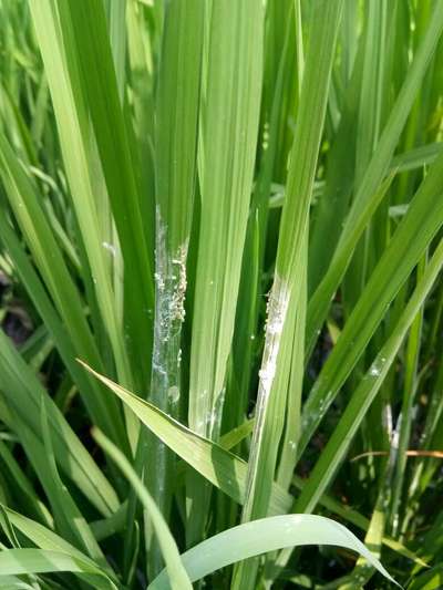 Mealybug - Rice