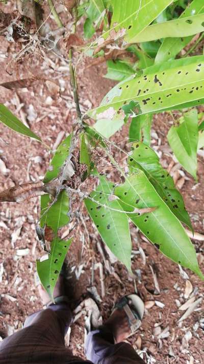 Mango Leaf Webber - Mango