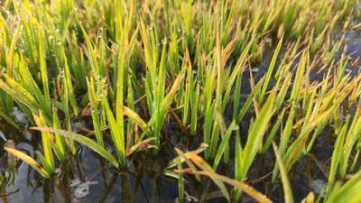 Nitrogen Deficiency - Rice