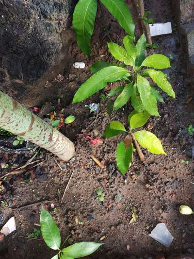 Nitrogen Deficiency - Mango