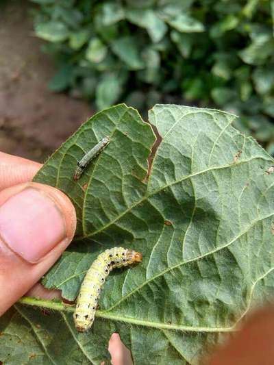 Spotted Bollworm - Soybean