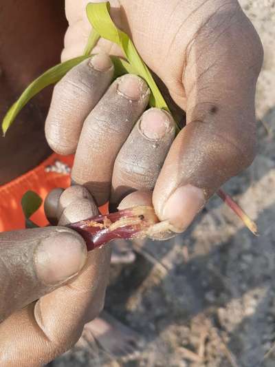 ইউরোপীয়ান ছিদ্রকারী পোকা - ভুট্টা