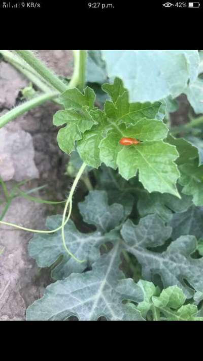 Red Pumpkin Beetle - Melon