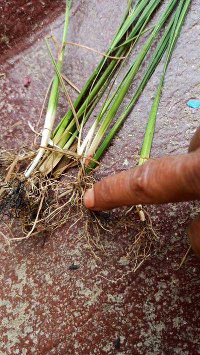 Yellow Stem Borer - Rice