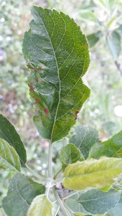 Anthracnose of Apple - Apple