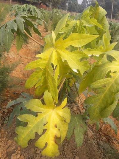 Mealybug - Papaya