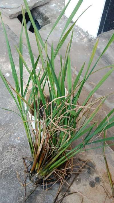 Stem Rot of Rice - Rice