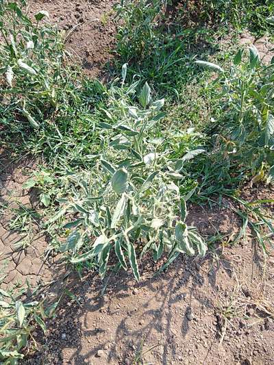 Tomato Yellow Leaf Curl Virus - Tomato