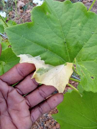 Leaf Variegation - Cucumber